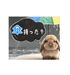 動く！たれみみ☆ロップイヤー（個別スタンプ：8）