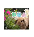 動く！たれみみ☆ロップイヤー（個別スタンプ：9）
