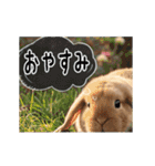 動く！たれみみ☆ロップイヤー（個別スタンプ：10）