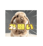 動く！たれみみ☆ロップイヤー（個別スタンプ：12）