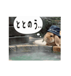動く！たれみみ☆ロップイヤー（個別スタンプ：14）