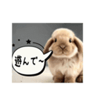動く！たれみみ☆ロップイヤー（個別スタンプ：19）
