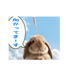 動く！たれみみ☆ロップイヤー（個別スタンプ：23）