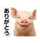 ミニブタのメッセージスタンプ（個別スタンプ：1）