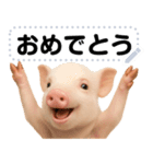 ミニブタのメッセージスタンプ（個別スタンプ：5）