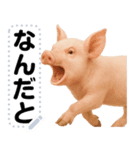 ミニブタのメッセージスタンプ（個別スタンプ：18）
