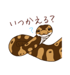 ボールパイソンずスタンプ(日常)（個別スタンプ：5）