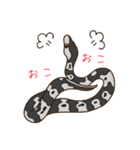 ボールパイソンずスタンプ(日常)（個別スタンプ：13）