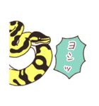 ボールパイソンずスタンプ(日常)（個別スタンプ：23）