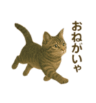 にゃんにゃんスタンプ 猫まっしぐら（個別スタンプ：1）