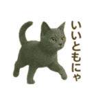 にゃんにゃんスタンプ 猫まっしぐら（個別スタンプ：2）