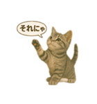 にゃんにゃんスタンプ 猫まっしぐら（個別スタンプ：6）