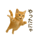 にゃんにゃんスタンプ 猫まっしぐら（個別スタンプ：12）