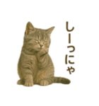 にゃんにゃんスタンプ 猫まっしぐら（個別スタンプ：13）