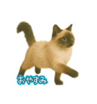 にゃんにゃんスタンプ 猫まっしぐら（個別スタンプ：14）