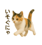 にゃんにゃんスタンプ 猫まっしぐら（個別スタンプ：15）