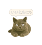 にゃんにゃんスタンプ 猫まっしぐら（個別スタンプ：16）