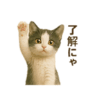 にゃんにゃんスタンプ 猫まっしぐら（個別スタンプ：19）
