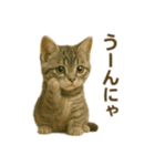 にゃんにゃんスタンプ 猫まっしぐら（個別スタンプ：22）