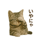 にゃんにゃんスタンプ 猫まっしぐら（個別スタンプ：30）