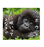 ウッホウッホ伝えるゴリラ【面白い・動物】（個別スタンプ：8）