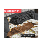 もみすず（個別スタンプ：40）