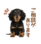 敬語で伝える♡ミニチュアダックス（個別スタンプ：10）