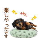 敬語で伝える♡ミニチュアダックス（個別スタンプ：14）