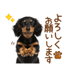 敬語で伝える♡ミニチュアダックス（個別スタンプ：15）