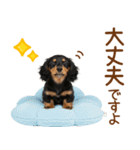 敬語で伝える♡ミニチュアダックス（個別スタンプ：18）