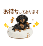 敬語で伝える♡ミニチュアダックス（個別スタンプ：24）