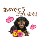 敬語で伝える♡ミニチュアダックス（個別スタンプ：39）