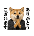 敬語で働く柴犬 / 仕事・日常会話（個別スタンプ：3）