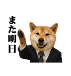 敬語で働く柴犬 / 仕事・日常会話（個別スタンプ：12）