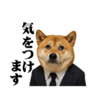 敬語で働く柴犬 / 仕事・日常会話（個別スタンプ：24）