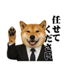 敬語で働く柴犬 / 仕事・日常会話（個別スタンプ：37）