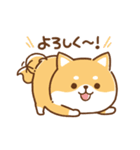 毎日使えるスタンプ★かまってチビ柴33（個別スタンプ：7）