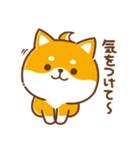 毎日使えるスタンプ★かまってチビ柴33（個別スタンプ：37）