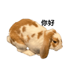 色んな国の挨拶なんです。うさぎのフッくん（個別スタンプ：3）