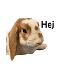 色んな国の挨拶なんです。うさぎのフッくん（個別スタンプ：8）