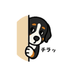 バーニーズマウンテンドッグのバニーくん（個別スタンプ：2）