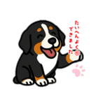 バーニーズマウンテンドッグのバニーくん（個別スタンプ：8）