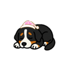 バーニーズマウンテンドッグのバニーくん（個別スタンプ：13）