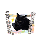 けいちゃん所のにゃんこ写真（個別スタンプ：3）
