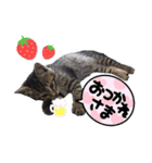 けいちゃん所のにゃんこ写真（個別スタンプ：8）