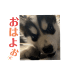 ハスキーPUPPY（個別スタンプ：2）