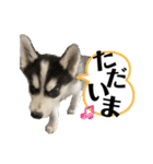 ハスキーPUPPY（個別スタンプ：3）