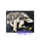 ハスキーPUPPY（個別スタンプ：6）