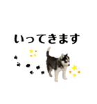 ハスキーPUPPY（個別スタンプ：7）