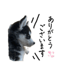 ハスキーPUPPY（個別スタンプ：10）